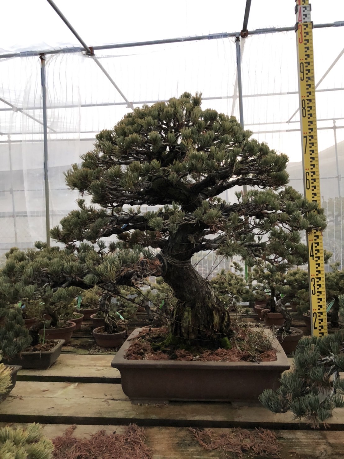 White Pine