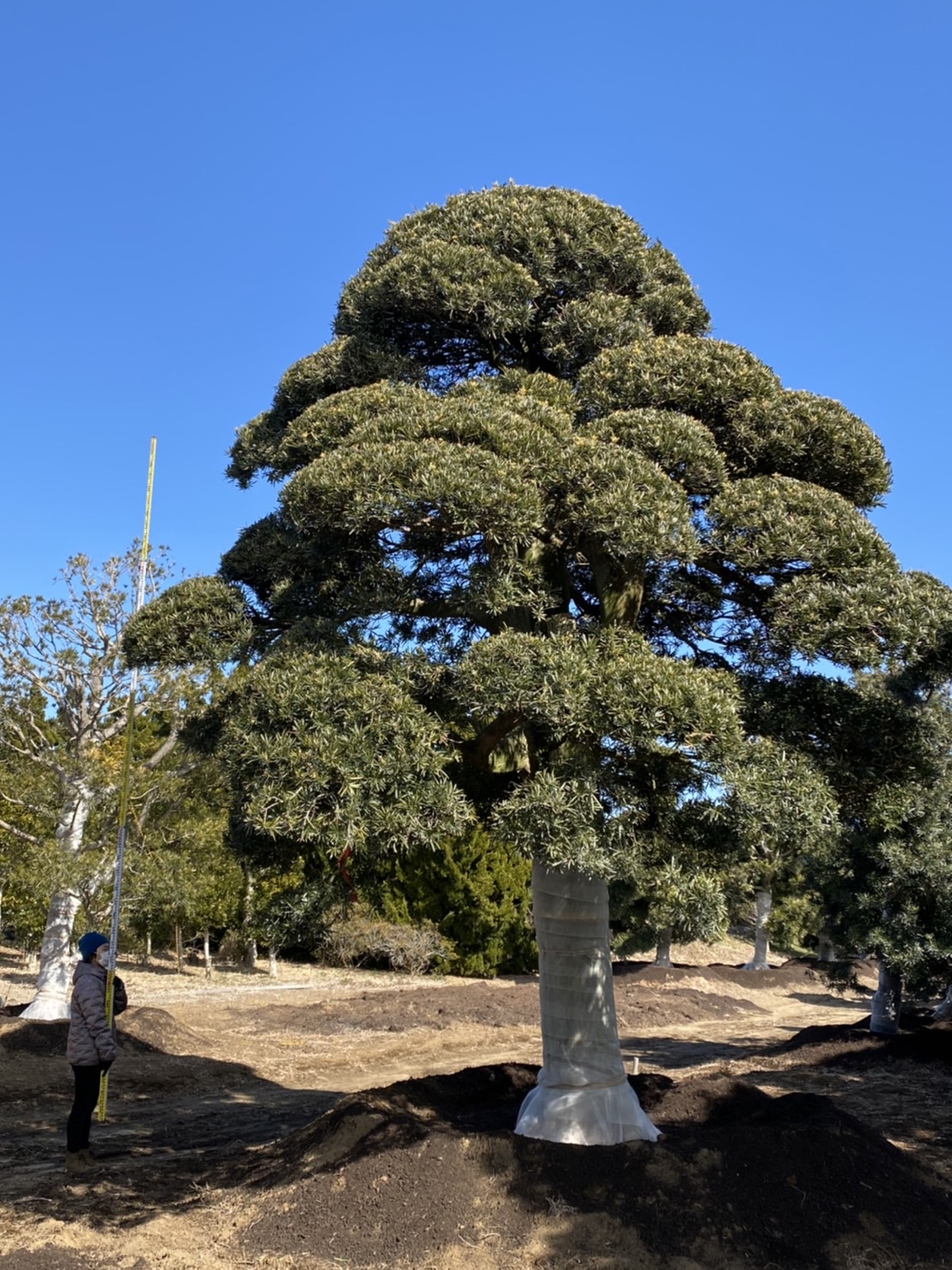 Podocarpus