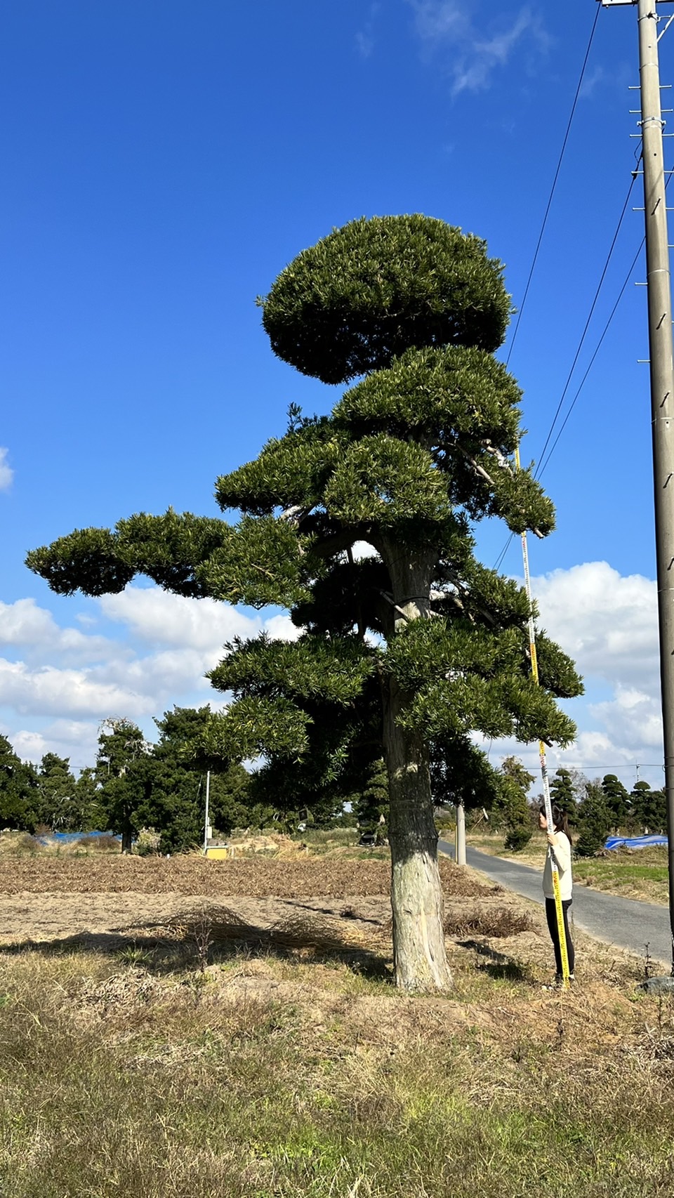 Podocarpus