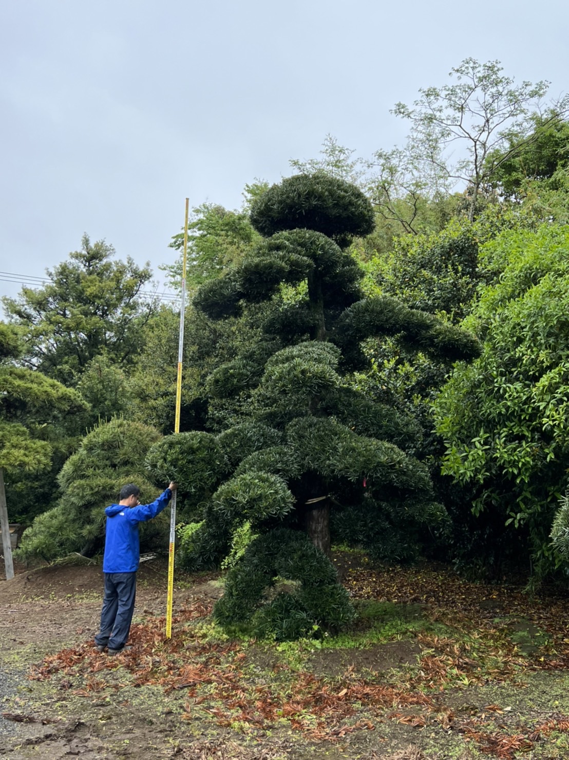 Podocarpus