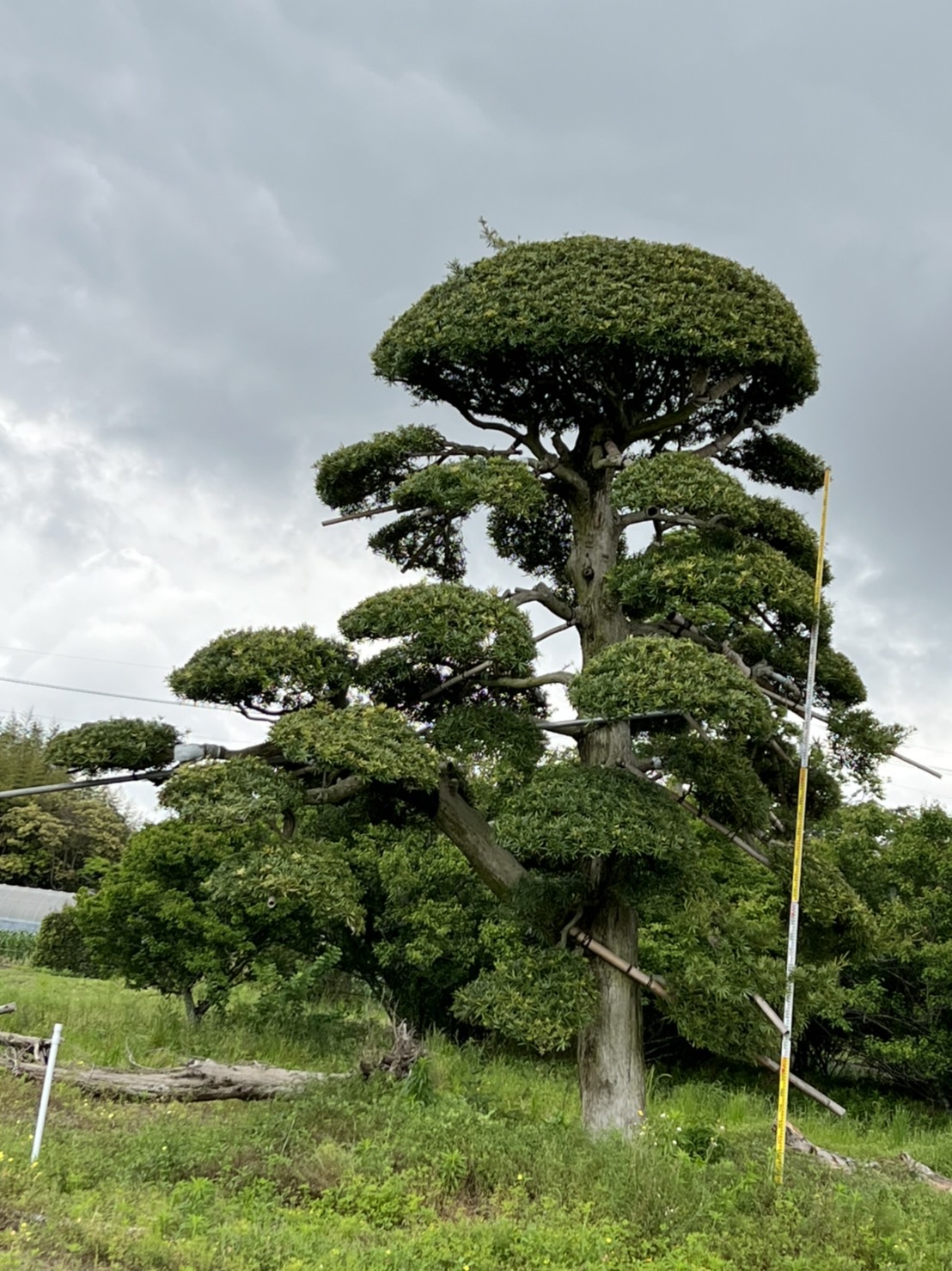 Podocarpus