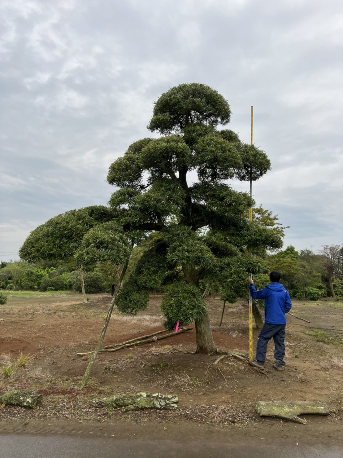 Podocarpus