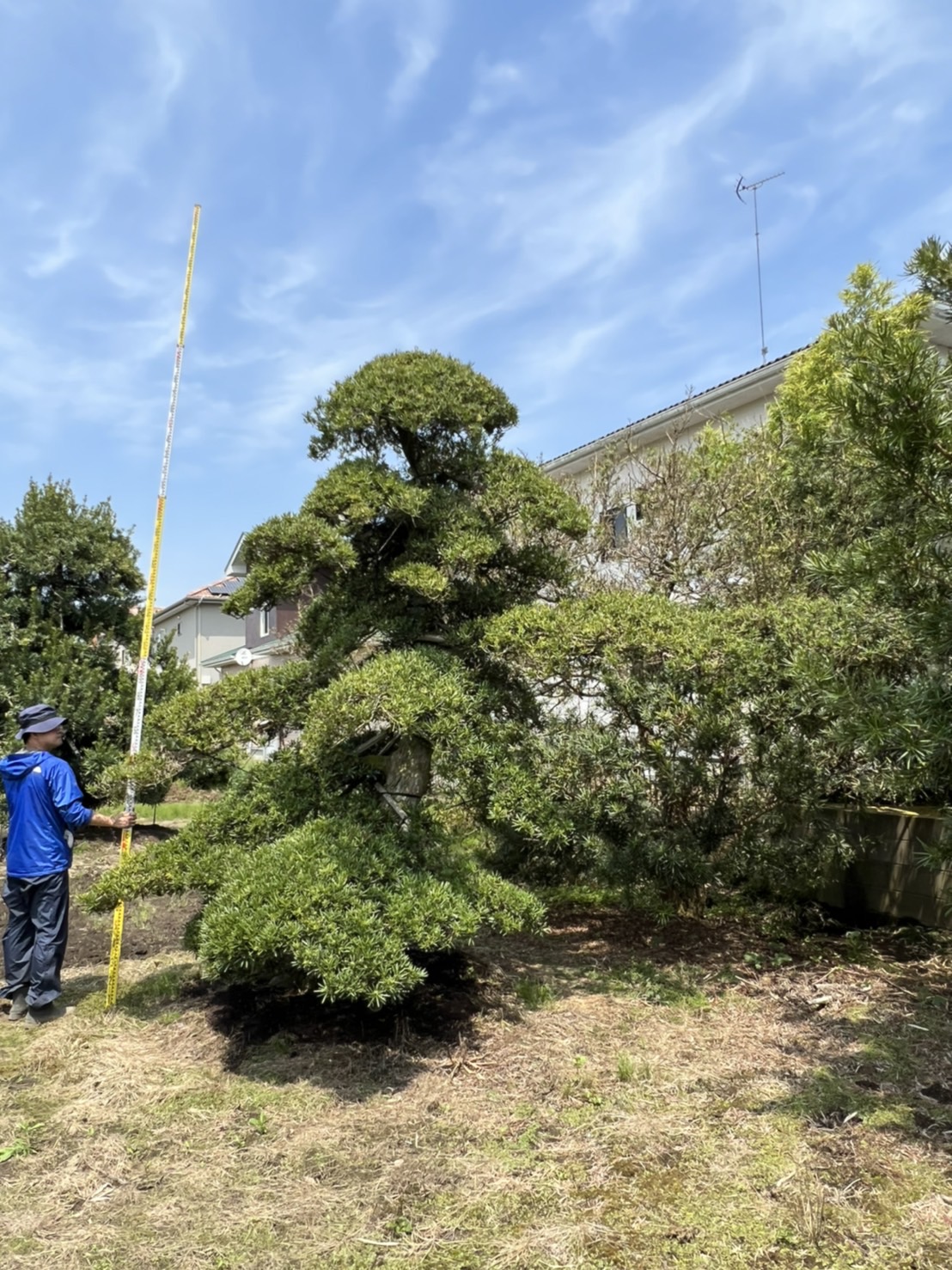 Podocarpus