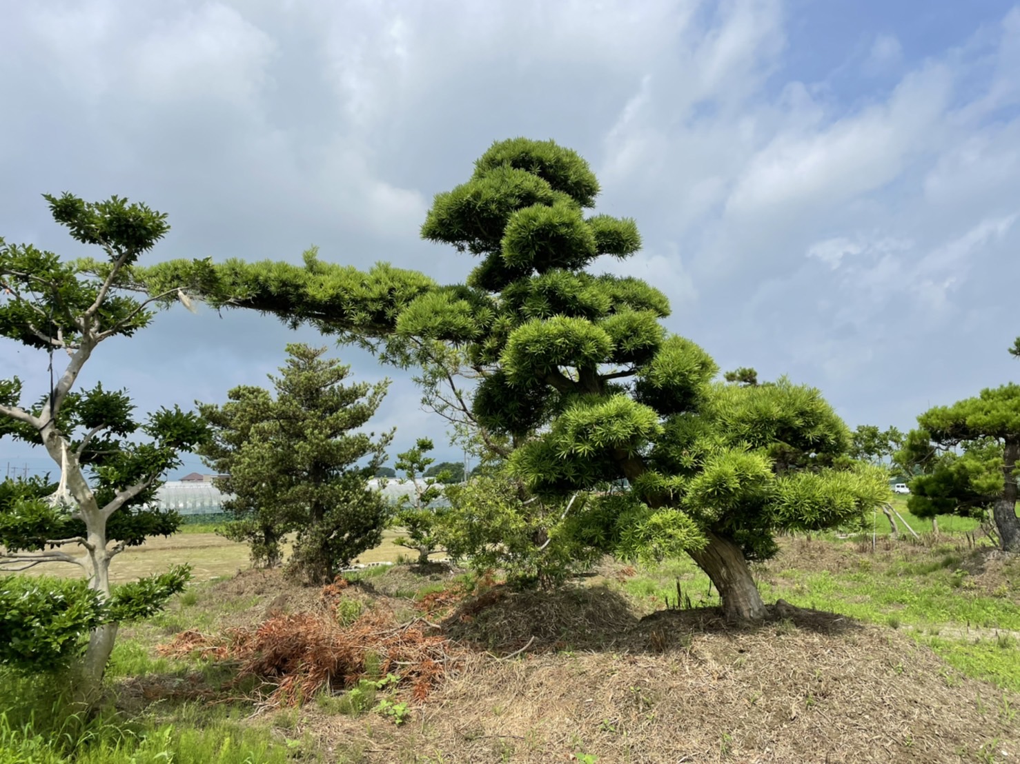 Podocarpus