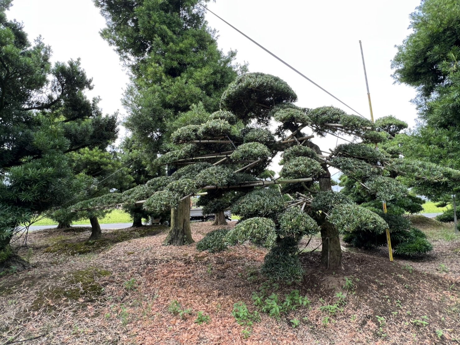 Podocarpus