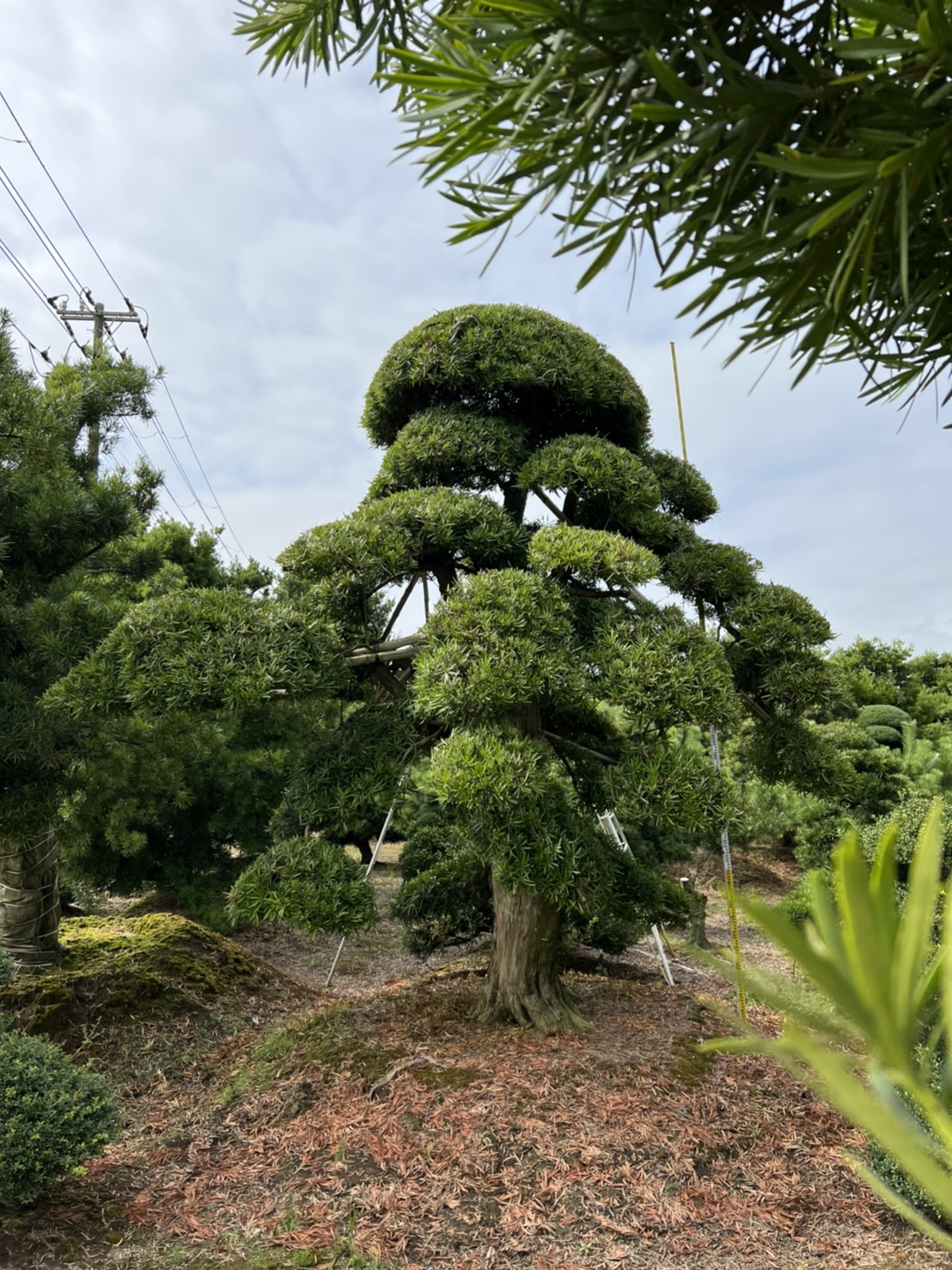 Podocarpus