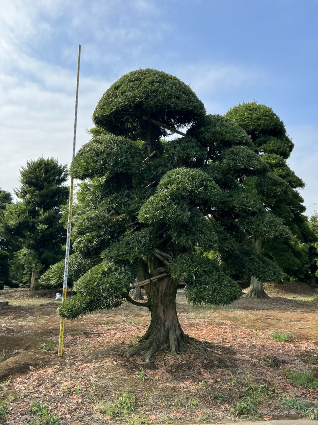 Podocarpus