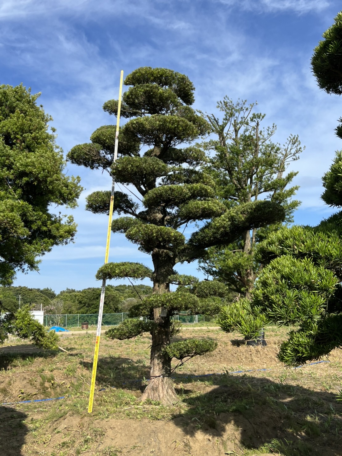 Podocarpus