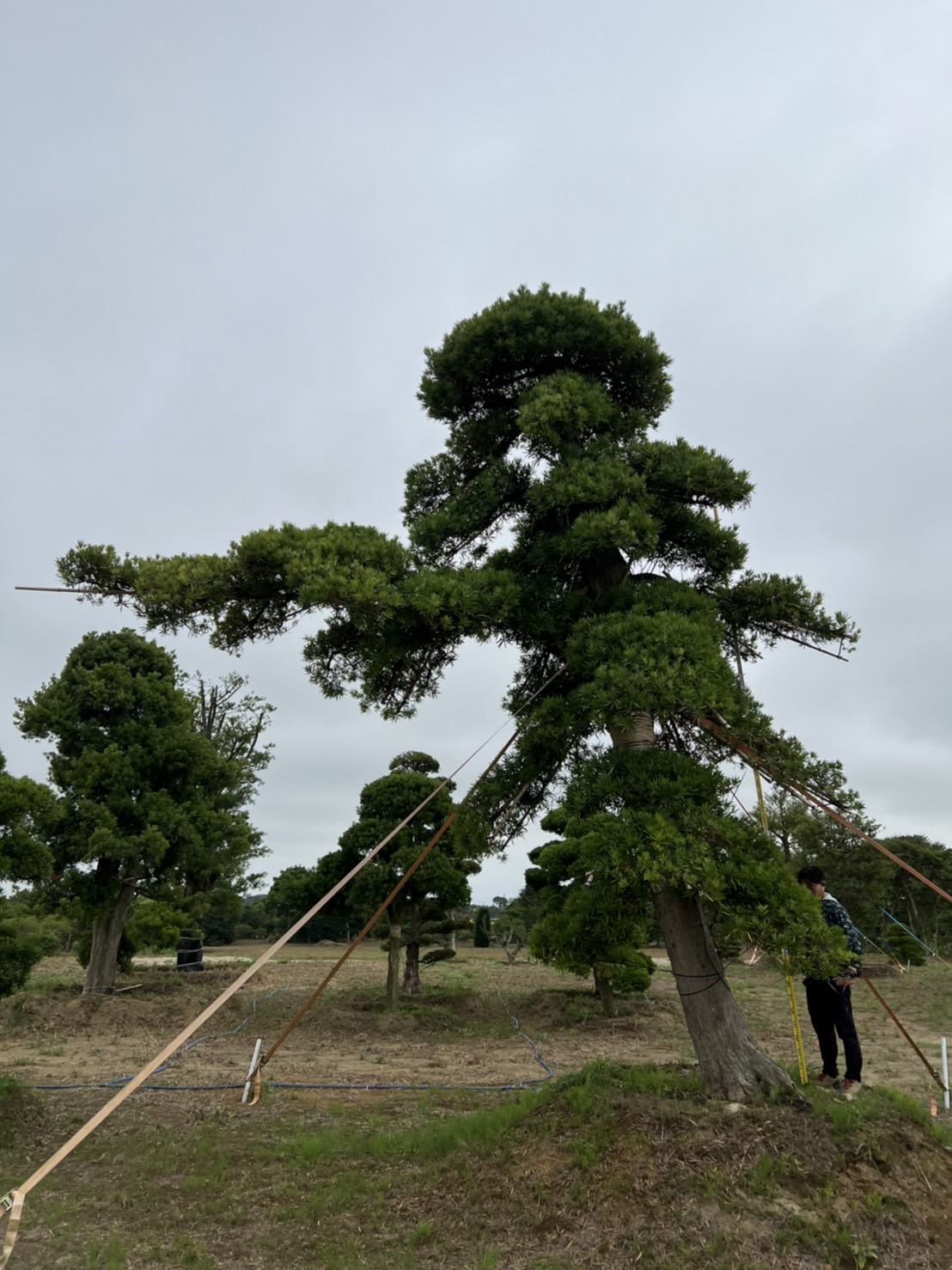 Podocarpus