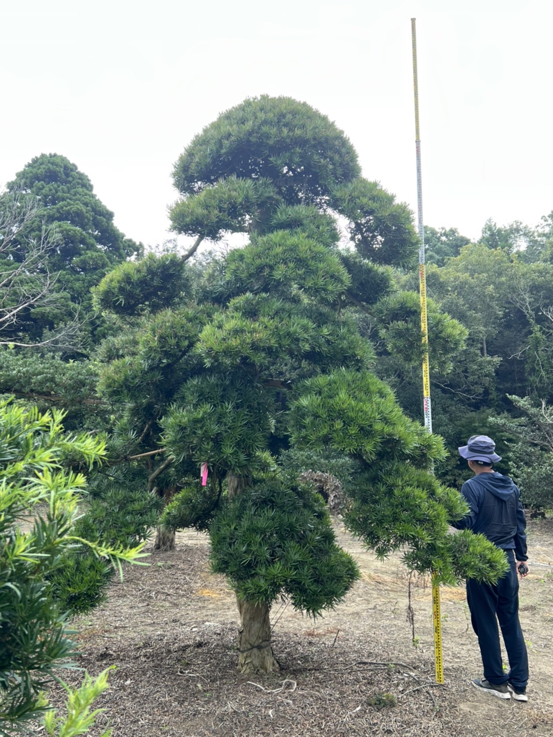 Podocarpus