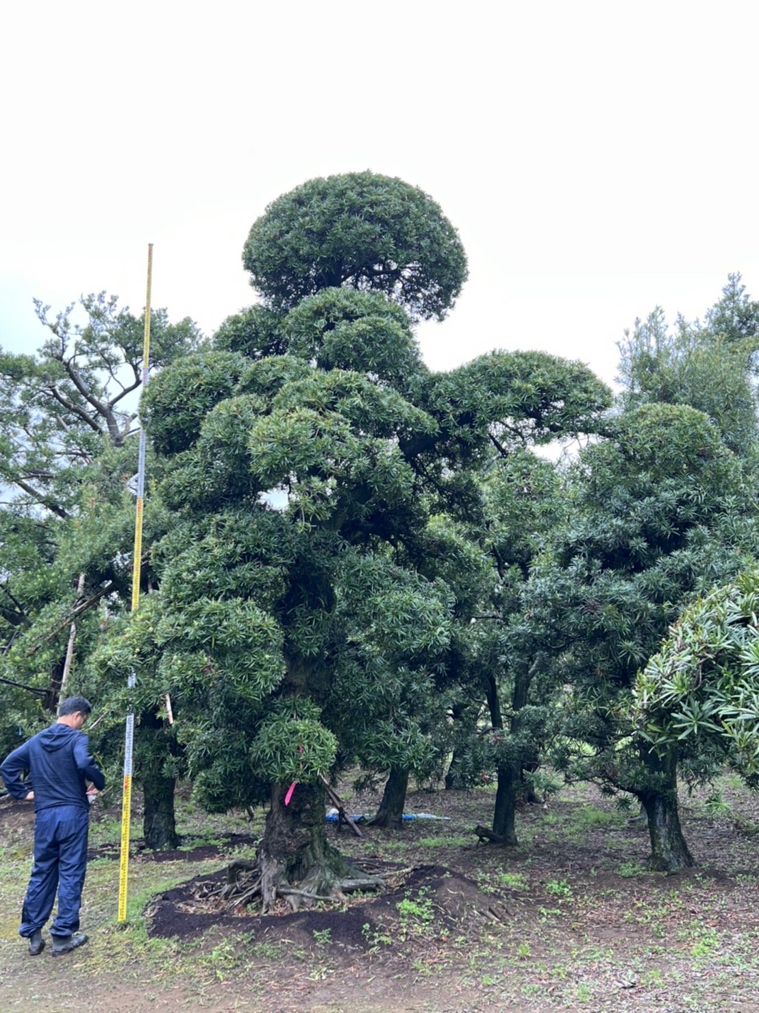 Podocarpus